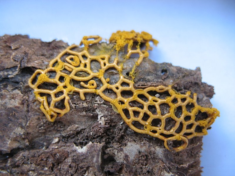 2008   Atelier myxo   Hemitrichia serpula 001